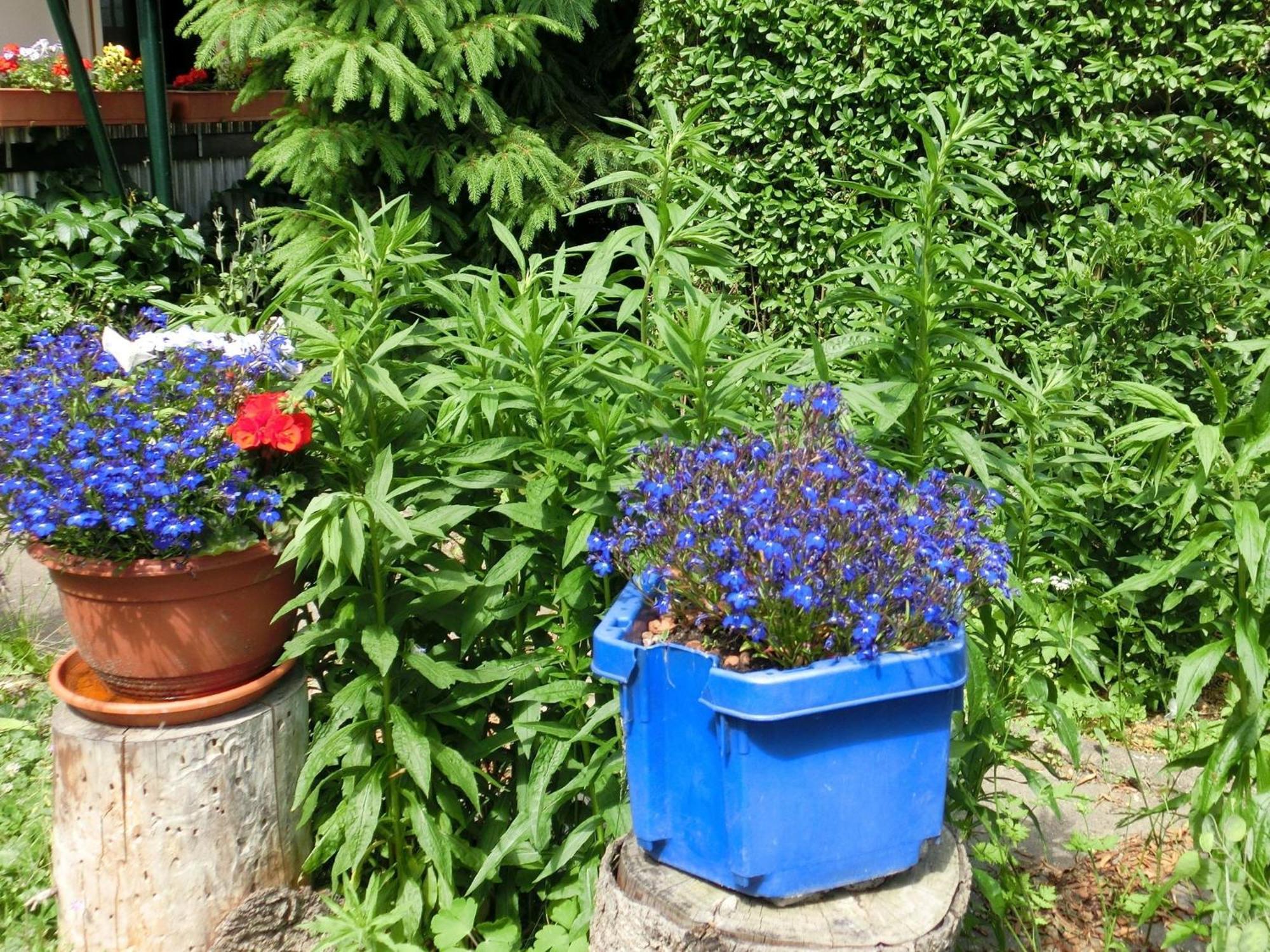 Holiday Home In Cattenstedt Harz With Garden Eksteriør billede
